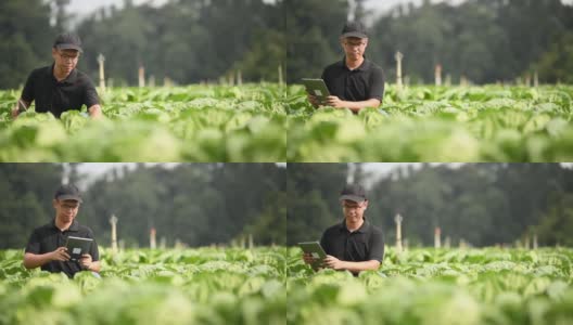 亚洲华人男性农民用数字平板记录检查他的有机农场的增长高清在线视频素材下载