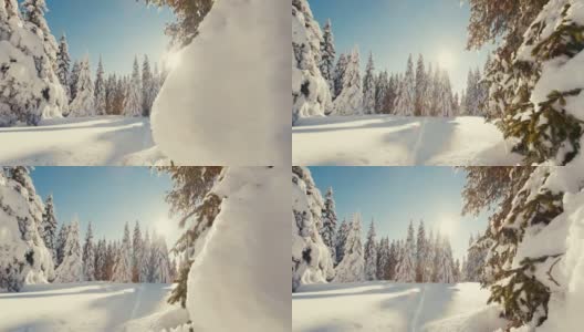 阳光照亮了高原上被雪覆盖的云杉高清在线视频素材下载