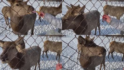 女孩在冬天的森林里喂驼鹿。视频。与自然统一。动物保护。高清在线视频素材下载