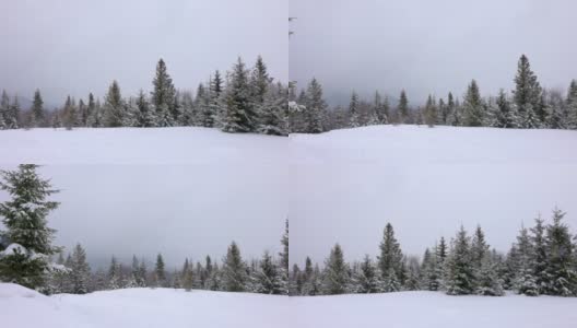 在雾蒙蒙的天气里，喀尔巴阡山脉上覆盖着白雪和杉树的小草地高清在线视频素材下载