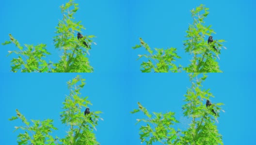 小鸟在绿色的树枝上高清在线视频素材下载