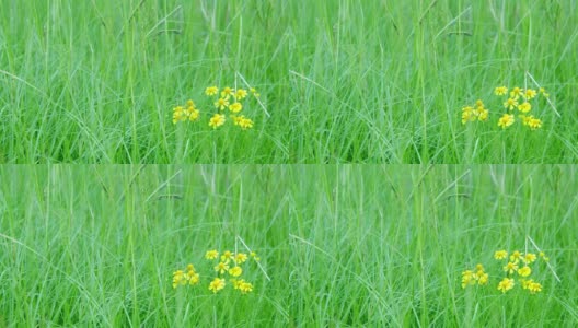 娇嫩的黄色野花簇拥在高高的草丛中，微风吹拂。高清在线视频素材下载