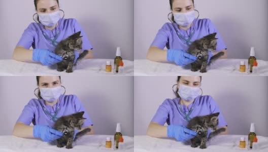 兽医用听诊器检查小猫的心脏和肺。高清在线视频素材下载