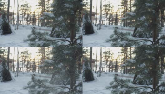 雪花优雅地从云杉的树枝上落下高清在线视频素材下载