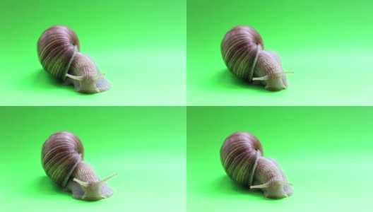 绿色屏幕上的蜗牛特写。一只蜗牛在绿色屏幕上移动。高清在线视频素材下载