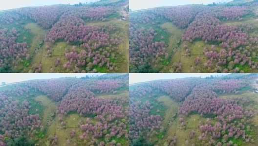 鸟瞰图的粉红色花樱花，樱花，在福洛美，罗伊省，泰国。高清在线视频素材下载