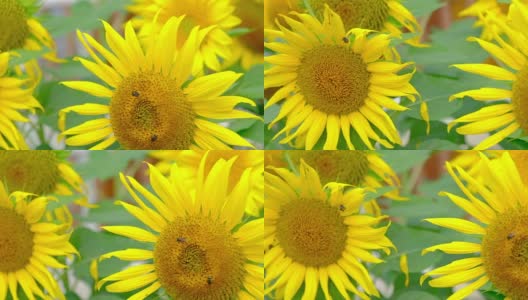 花园里的太阳花和蜜蜂高清在线视频素材下载