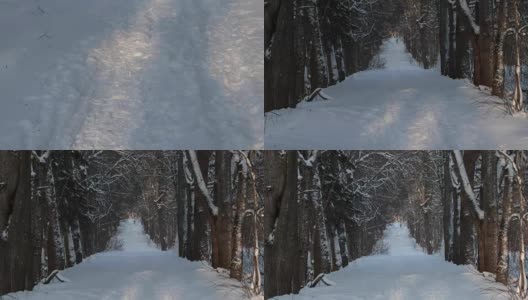 在一个明亮的、有霜冻的、阳光明媚的日子里，白雪覆盖的森林里。从下到上平移高清在线视频素材下载