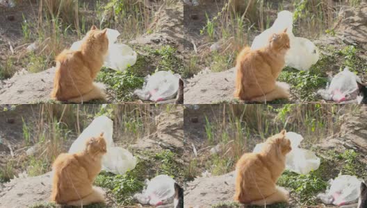 橙色的猫与周围的垃圾休息和看着你的眼睛高清在线视频素材下载