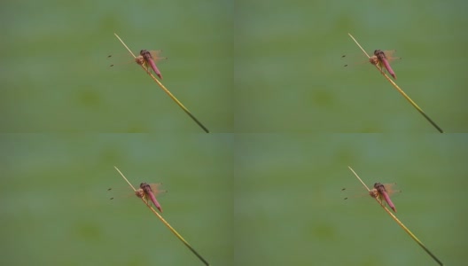 蜻蜓在河极端近距离。被称为蜻蜓的小昆虫动物在中午出没于河面。蜻蜓的特写镜头。高清在线视频素材下载