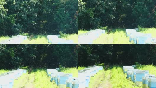 罗伊在养蜂场的蜂箱附近。林中空地上的养蜂场。生产蜂蜜。高清在线视频素材下载