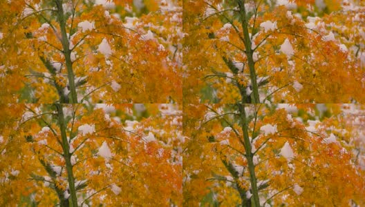 《秋叶与雪花》，日本东京武藏野，4K拍摄高清在线视频素材下载