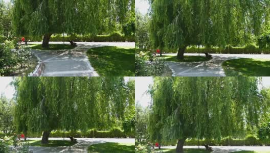 柳树垂挂，垂挂在公园里的柳树，高大的柳树，高清在线视频素材下载