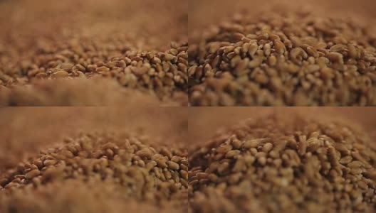 特写精选小麦灌浆，农村的农业生产高清在线视频素材下载