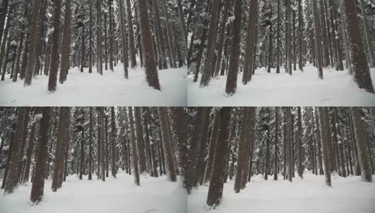 在白川村的松林里，很难走在积雪覆盖的地方高清在线视频素材下载