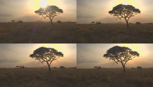 近距离观察:在非洲荒野中，大而茂盛的金合欢树映衬着金色的夕阳高清在线视频素材下载