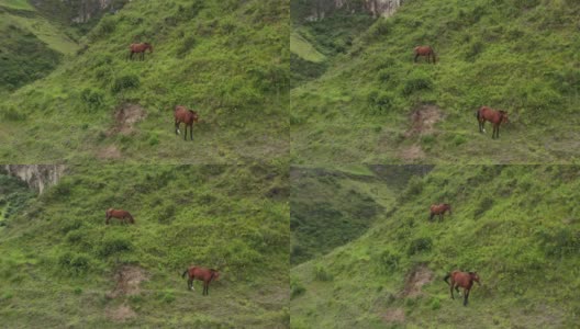 鸟瞰图上的两匹棕色的马正在山坡上吃草高清在线视频素材下载