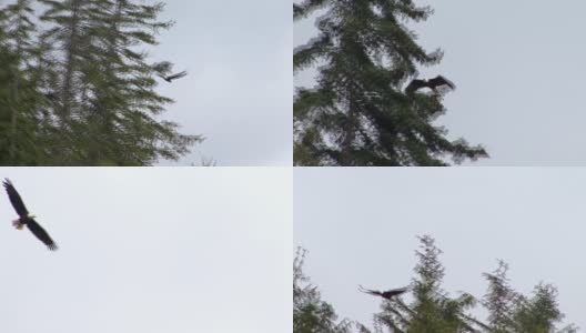 秃鹰在阿拉斯加的松树上飞翔。高清在线视频素材下载