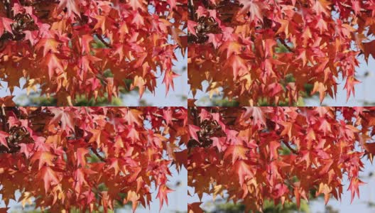 红橡树的叶子在树上摇摆高清在线视频素材下载
