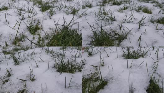 融化的雪下的草坪上嫩绿的小草高清在线视频素材下载