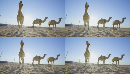 沙漠中的骆驼。骆驼农场。骆驼午餐,咀嚼。骆驼,骆驼。《沙漠中的骆驼》史诗般的视频。撒哈拉沙漠。酋长国。阿布扎比沙漠。高清在线视频素材下载