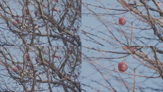 老红的苹果挂在完全干燥的没有叶子的苹果树枝上，轻轻吹着风，对着蓝色的天空高清在线视频素材下载