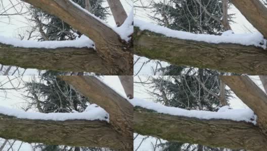 雪缓缓地飘落，树枝被雪覆盖高清在线视频素材下载