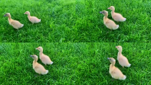 两只黄色的小鸭在绿色的草地上走着。家禽。在农场耕作。草地上的鸭子。健康的动物。鸟的保护。人与自然。农业和鹅。高清在线视频素材下载
