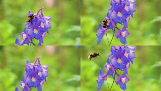 在夏日阳光明媚的花园里，辛勤劳作的小大黄蜂在采集紫飞燕草(飞燕草)的花粉。高清在线视频素材下载