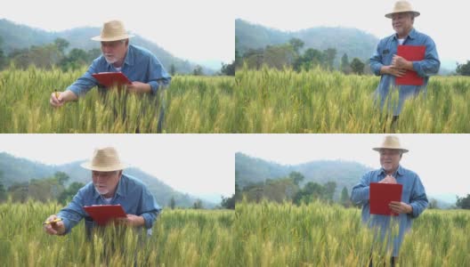 采用平板农业现代技术检测农民大麦种植质量。农业的概念高清在线视频素材下载