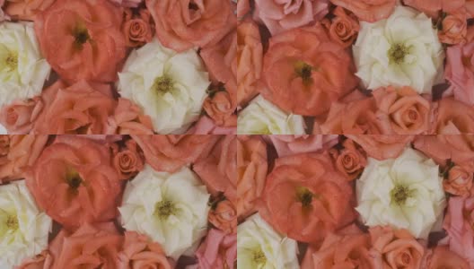 旋转着盛开的玫瑰花蕾里的露珠。特写镜头高清在线视频素材下载