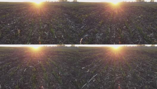 麦田里的麦粒在发芽，庄稼地里的日出。高清在线视频素材下载