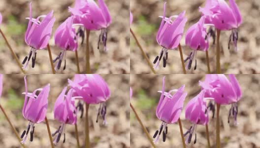 秋田县仙博市狗牙紫的开花面积高清在线视频素材下载