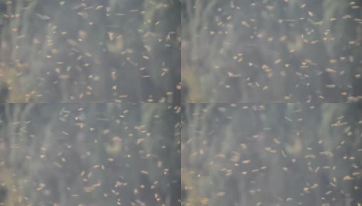 一群蜜蜂高清在线视频素材下载
