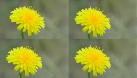 黄色的蒲公英花开花了高清在线视频素材下载