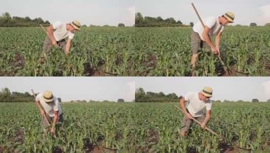 Weed control on organic farm高清在线视频素材下载