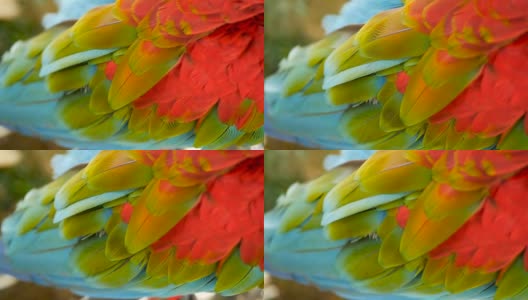 近距离观察红亚马逊猩红色金刚鹦鹉或澳门，在热带丛林森林。野生动物多彩的选择焦点肖像鸟与充满活力的羽毛从异国情调的自然。高清在线视频素材下载