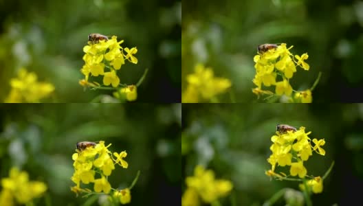 蜜蜂从芥菜花蜜中采集花蜜的慢动作。高清在线视频素材下载