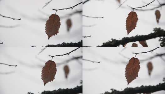 冬季在枝条上的单叶干燥。高清在线视频素材下载