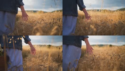 日落时，用手抚摸着麦秆高清在线视频素材下载