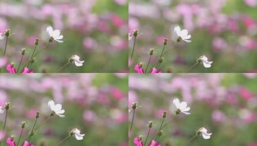 在花园里盛开的宇宙花。高清在线视频素材下载