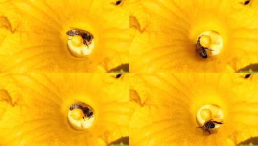 南瓜花中的蜜蜂高清在线视频素材下载