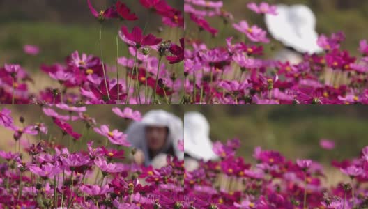 模糊的女人拍照在粉红色的宇宙花花园高清在线视频素材下载