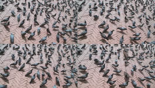 大鸽子群在尼泊尔加德满都的博德纳斯塔广场人行道上行走和飞翔的视频。高清在线视频素材下载