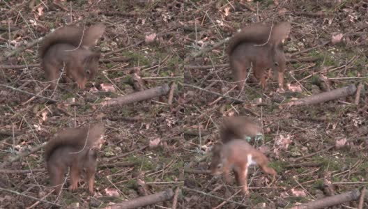 红松鼠在逃跑前把食物藏在苏格兰的森林里高清在线视频素材下载