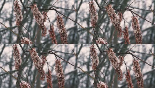 耳环冬天的树。4 k。高清在线视频素材下载