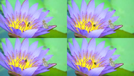 蜜蜂在池塘里盛开的浅紫色荷花的花粉上找到甜蜜，树叶上有昆虫的污渍高清在线视频素材下载