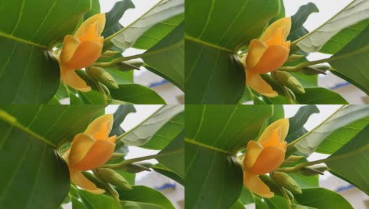 黄橙色的champak(玉兰champaca)花盛开。春天的花。背景高清在线视频素材下载