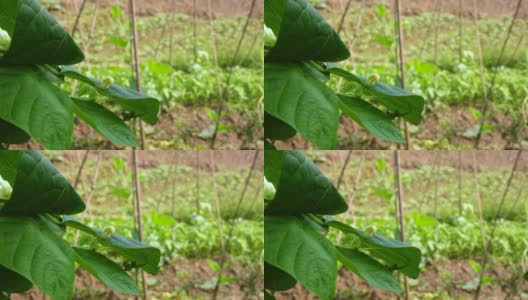 菜豆(phaseololesvulgaris L. bean)在大田阳光下生长高清在线视频素材下载