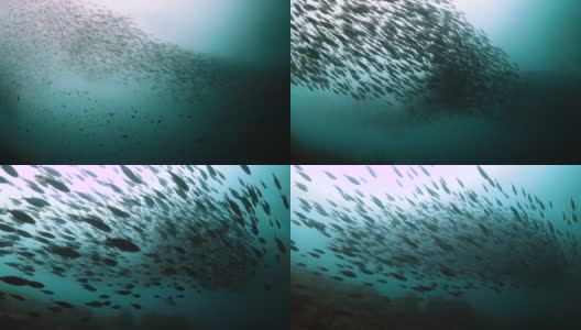 一群小鱼正在被捕猎，快速游过镜头高清在线视频素材下载